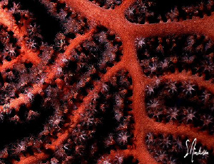 This image of a Deepwater Gorgonian was taken while divin... by Steven Anderson 
